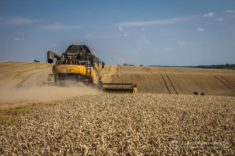 Ви зараз переглядаєте Урожайність озимої пшениці має суттєву різницю між регіонами: дослідження