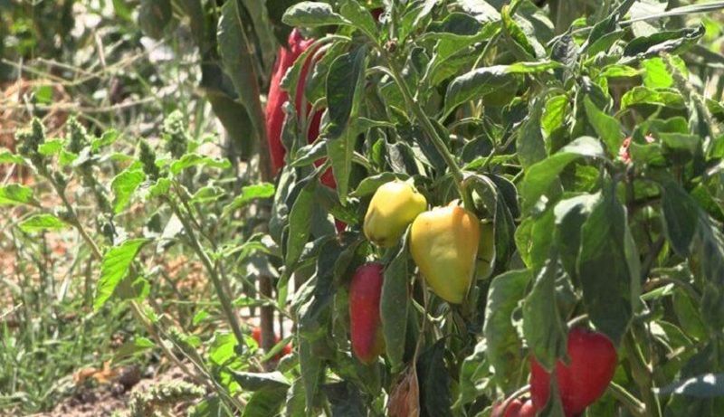 Ви зараз переглядаєте Урожаю перцю в теплицях загрожує шкідник, що має високу стійкість до пестицидів