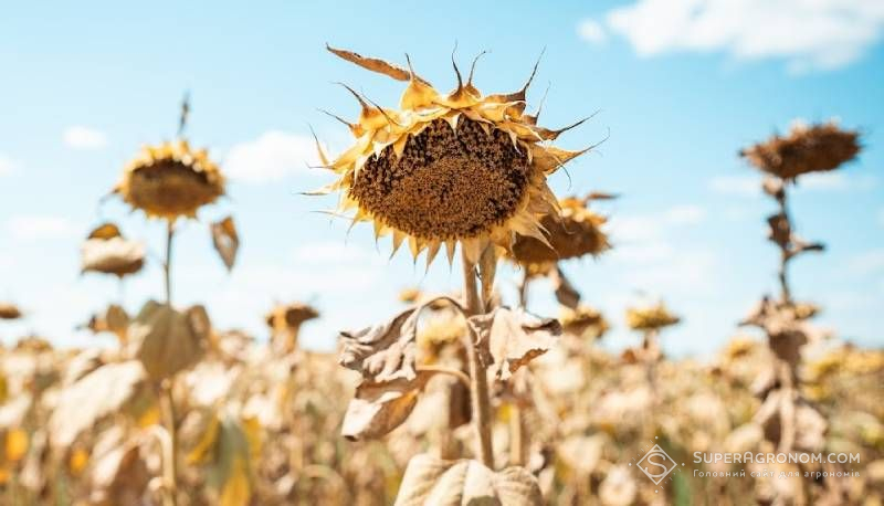 Ви зараз переглядаєте В Україні ціни на соняшник залишаються вищими за європейські — на рівні 590–600 $/т без ПДВ