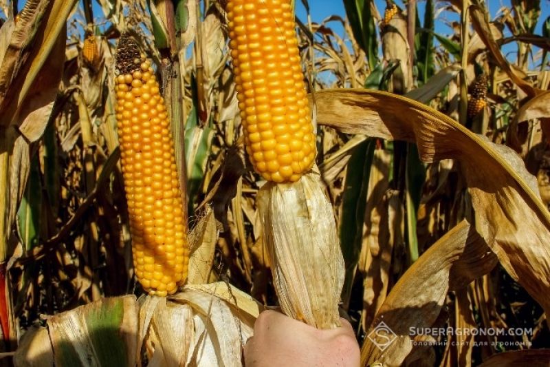 Ви зараз переглядаєте В Україні фіксують найвищу врожайність кукурдзи на Хмельниччині — 9,8 т/га