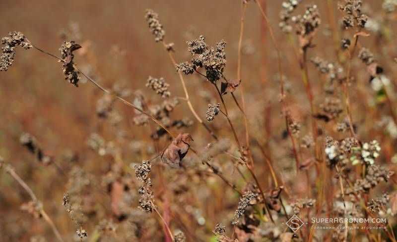 Ви зараз переглядаєте Вирощування гречки на Кіровоградщині стає збитковим — урожайність 1 т/га нижча нульової окупності