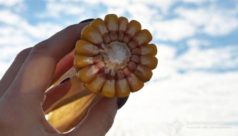 Ви зараз переглядаєте Завдяки високій урожайності кукурудзи Україна одна з найкращих серед аграрних країн за показниками ефективності вирощування культури