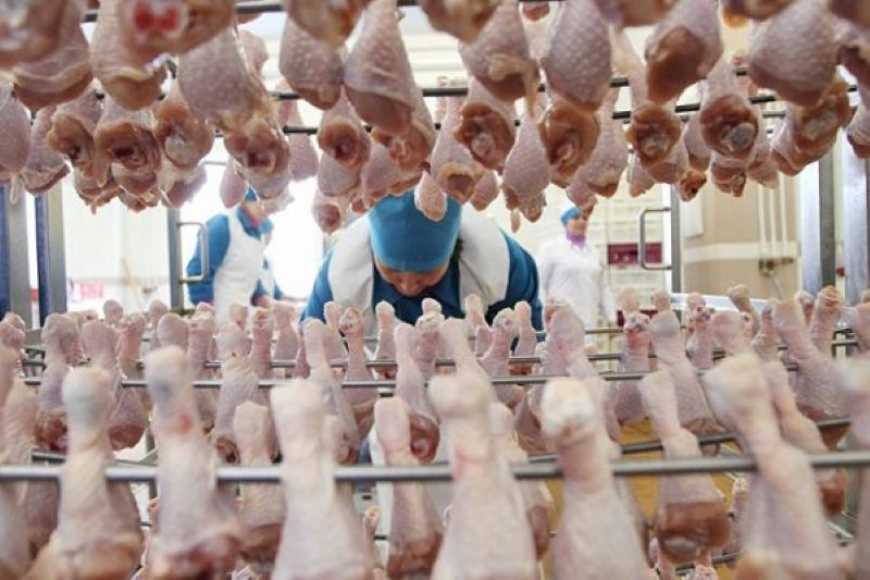 Ви зараз переглядаєте Експорт м’яса птиці приніс Україні 1 млрд доларів