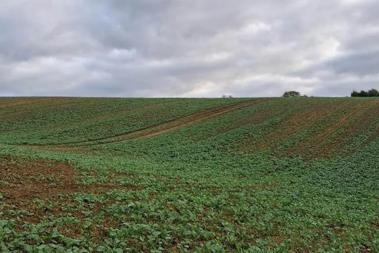 Результати випробувань: принцип роботи та переваги сівалки BEDNAR MATADOR11