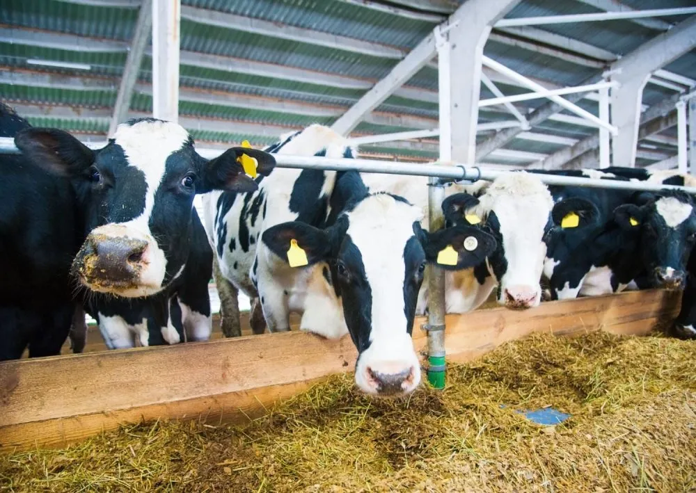 Ви зараз переглядаєте Хмельниччина стала лідером з утримання корів