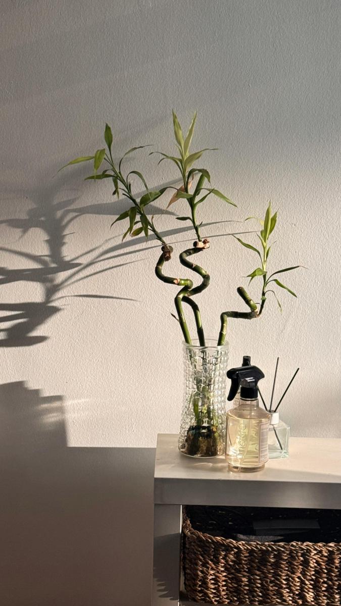 Кімнатний бамбук3