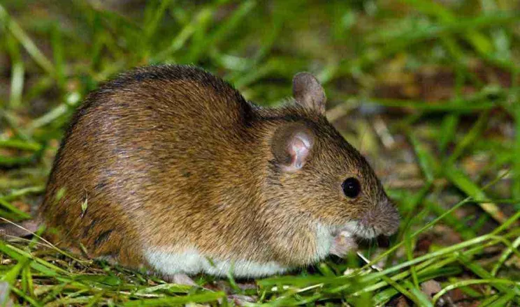 Ви зараз переглядаєте На озимих культурах спостерігають розвиток хвороб та підвищену активність гризунів