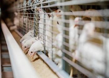 Ви зараз переглядаєте Які стратегії лікування кокцидіозу становлять альтернативу антибіотикам