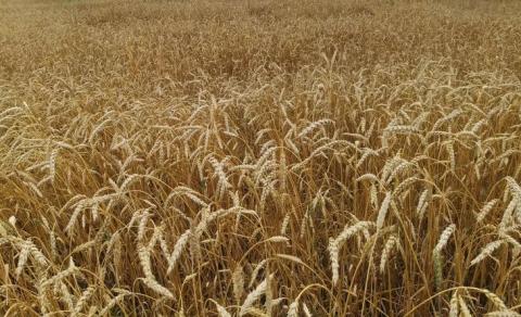 Ви зараз переглядаєте Селекція, сівозміна та біопрепарати — названо альтернативу хімічним ЗЗР