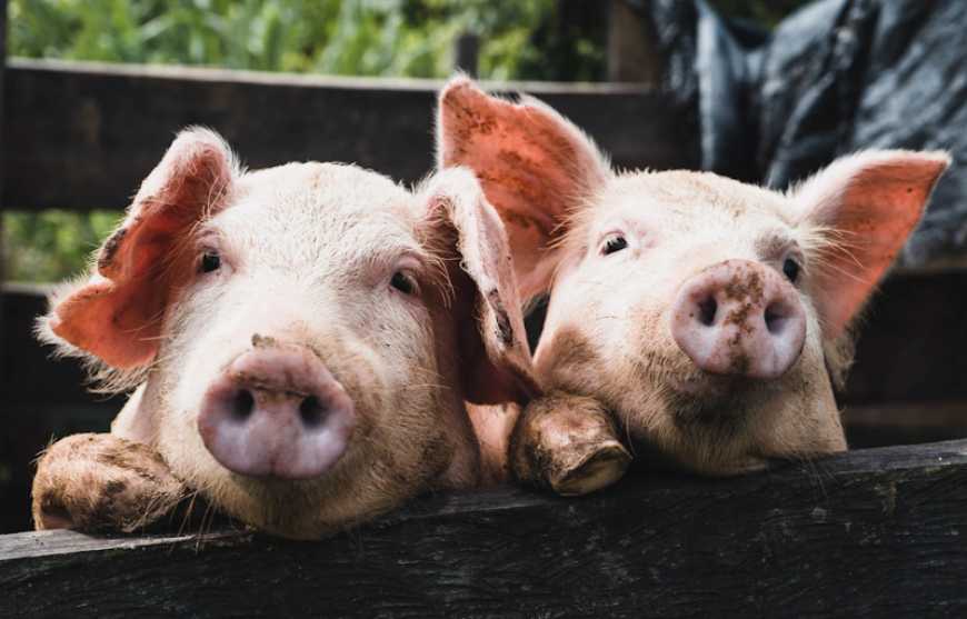 Ви зараз переглядаєте Ринок живця: четвертий тиждень поспіль ціни в Україні залишаються незмінними