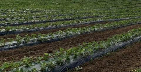 Ви зараз переглядаєте Завдяки гранту органічне господарство зі Львівщини планує збільшити насадження та розбудувати теплиці