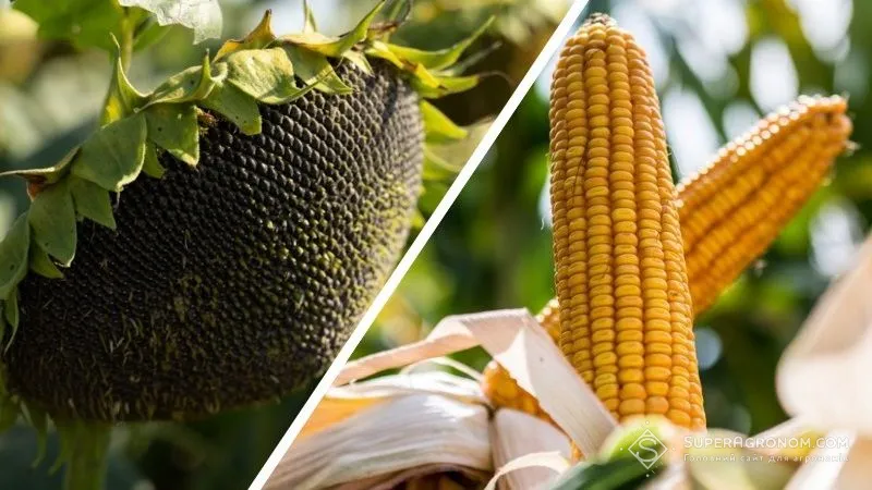 Ви зараз переглядаєте Стало відомо, як змінилися ціни на соняшник та кукурудзу