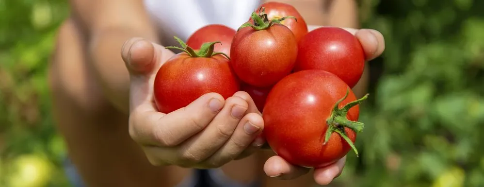 Ви зараз переглядаєте Томати в Україні різко подешевшали