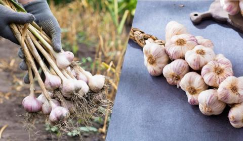 Ви зараз переглядаєте Озимий часник: переваги вирощування та ринкові перспективи для українських фермерів
