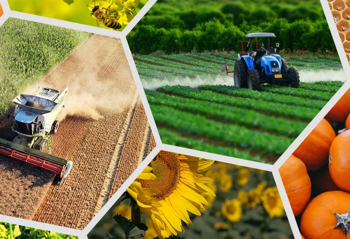 Ви зараз переглядаєте Агровиробництво України у 2025 р: результати сезону та порівняння з ЄС