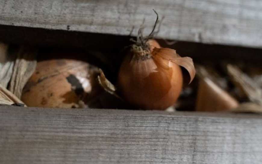 Ви зараз переглядаєте Будівництво малих овочесховищ в Україні не вирішить проблему зберігання врожаю – депутат