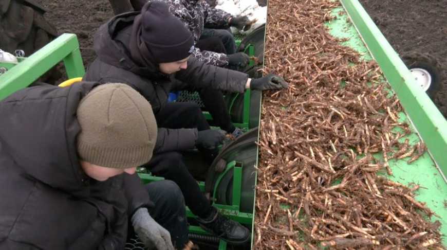 Ви зараз переглядаєте Відновлення ґрунтів: на Хмельниччині висаджують енергетичну культуру міскантус