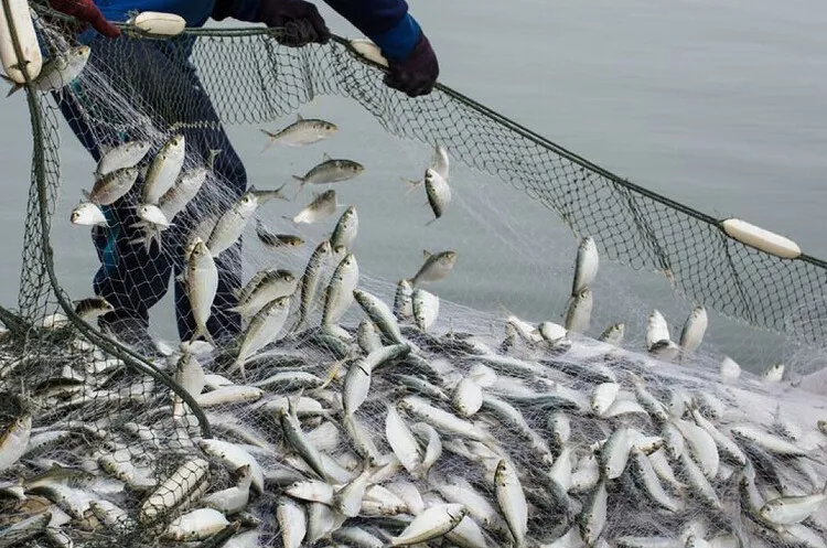 Ви зараз переглядаєте Аукціони на промисловий вилов риби у 2025 р принесли бюджету понад 50 млн грн