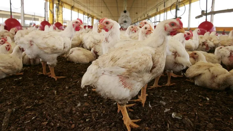 Ви зараз переглядаєте На Кіровоградщині переселенка створила птахоферму