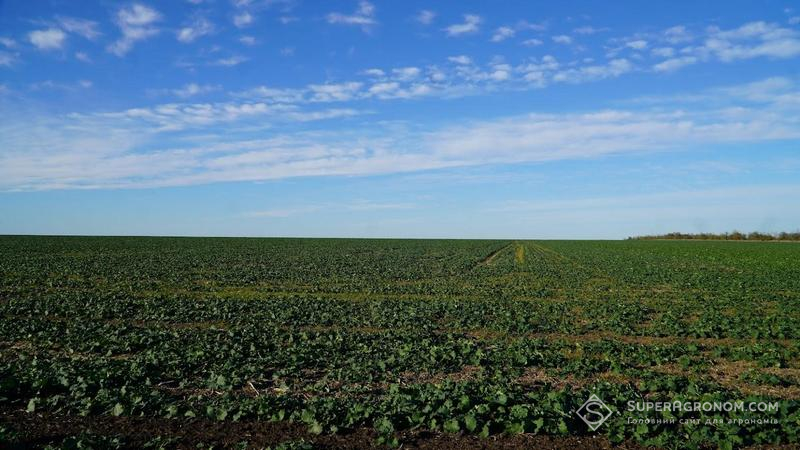 Ріпак під урожай-2026