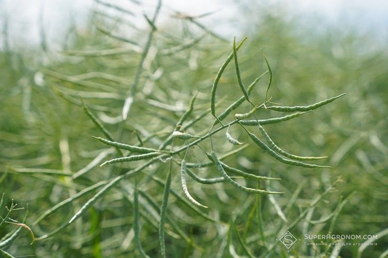 Ви зараз переглядаєте 3,5 т/га озимого ріпаку попри посушливі умови збирають на Миколаївщині