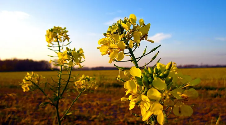 Ви зараз переглядаєте Полякам не вистачає українського ріпаку через запроваджене ембарго