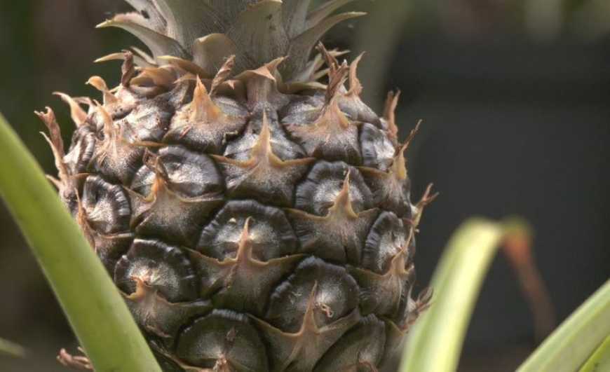 Ви зараз переглядаєте На Тернопільщині родина вирощує в теплицях десятки різних екзотичних фруктів