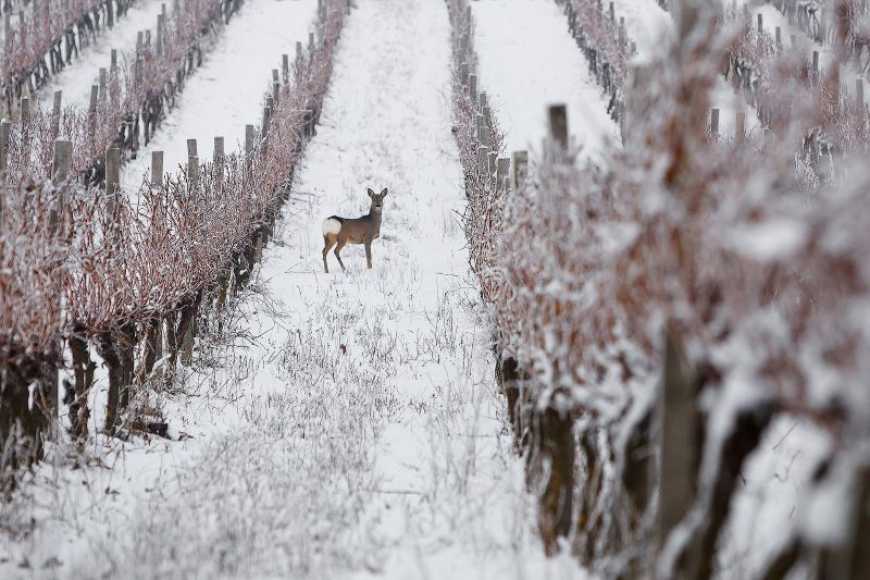 Ви зараз переглядаєте Український виноградник визнали одним з 50 найкрасивіших у світі