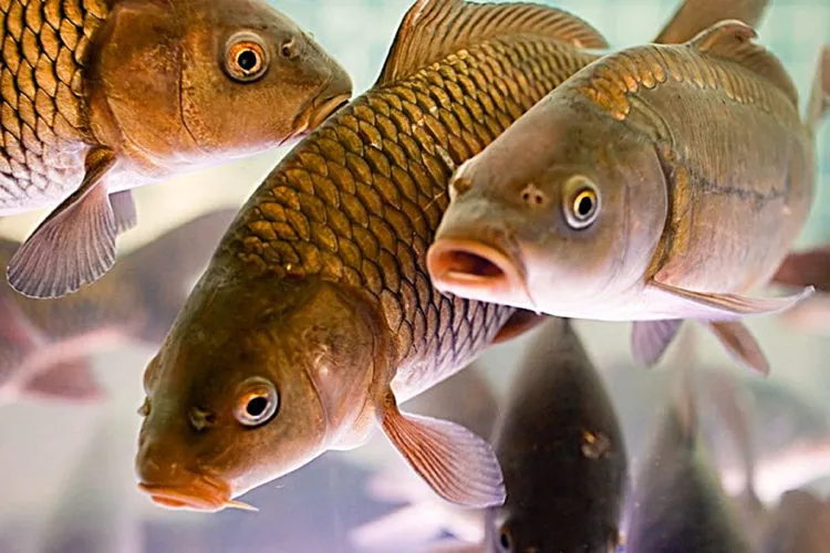 Ви зараз переглядаєте Уряд затвердив зміни в наданні підтримки виробникам риби на деокупованих  територіях