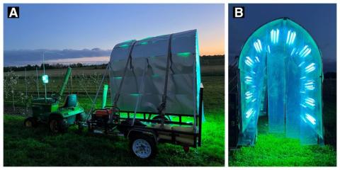 Ви зараз переглядаєте Ультрафіолет знищує бактеріальний опік плодових не гірше за антибіотики