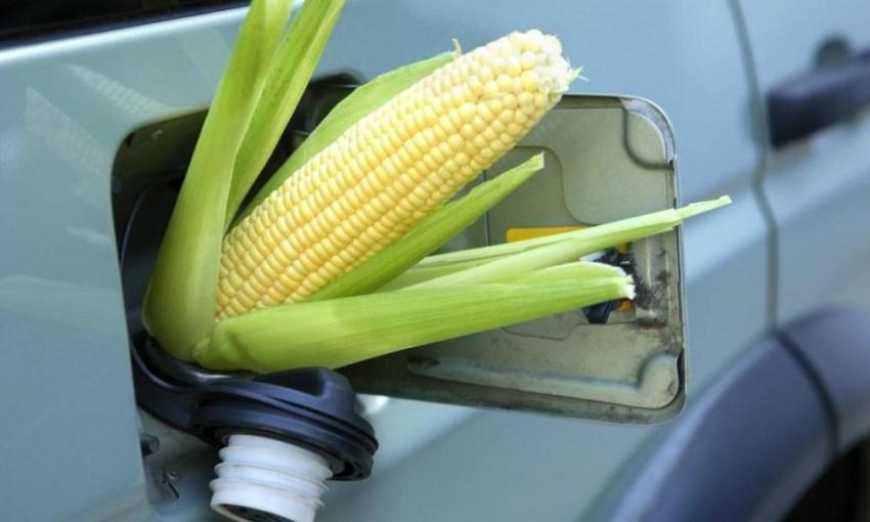 Ви зараз переглядаєте Україна може переробляти 3 млн т кукурудзи на біоетанол – експерт