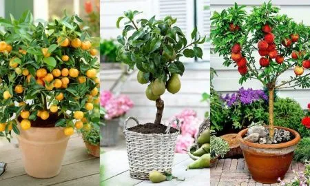 Ви зараз переглядаєте Експерти розповіли, які фрукти можна виростити у своїй квартирі