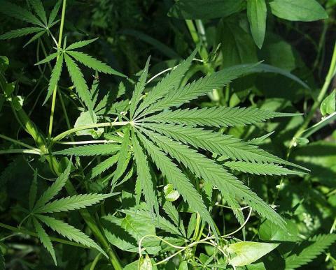 Ви зараз переглядаєте Посівні площі конопель і гороху в Україні збільшуватимуться через розвиток переробки