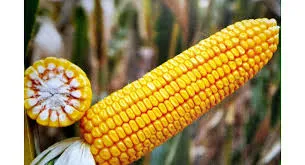 Ви зараз переглядаєте На полях України залишилося до 4,5 мільйона тонн кукурудзи