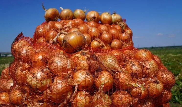 Ви зараз переглядаєте Озима цибуля в Україні демонструє хорошу рентабельність і експортний потенціал