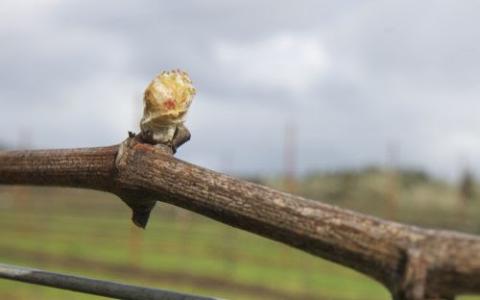 Ви зараз переглядаєте Виноград найбільш вразливий для заморозків на ранніх стадіях розвитку