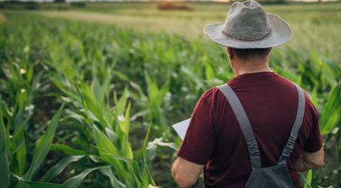 Ви зараз переглядаєте Число фермерських господарств на Полтавщині зросло за час війни
