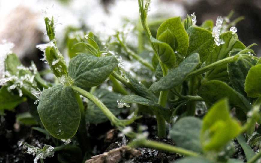 Ви зараз переглядаєте Цьогоріч Група АГРОТРЕЙД відвела під горох майже 450 га на Харківщині