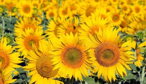 Ви зараз переглядаєте Вчені створили новий рослинний замінник м’яса із соняшника