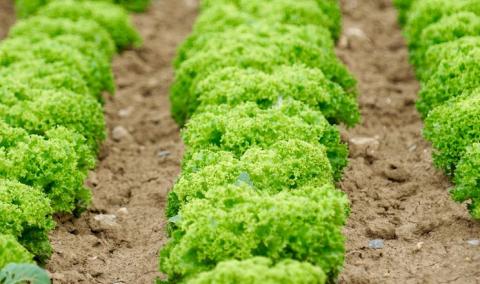 Ви зараз переглядаєте Науковиця розповіла про тонкощі закладання салату