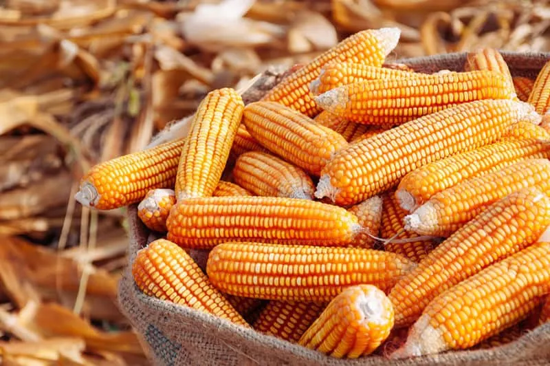 Ви зараз переглядаєте Україна в грудні експортувала до Китаю майже 60 тис т кукурудзи