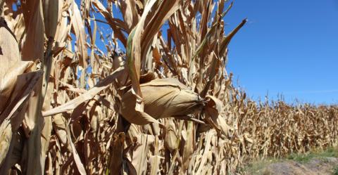 Ви зараз переглядаєте На Донеччині обмолотили менше половини кукурудзи