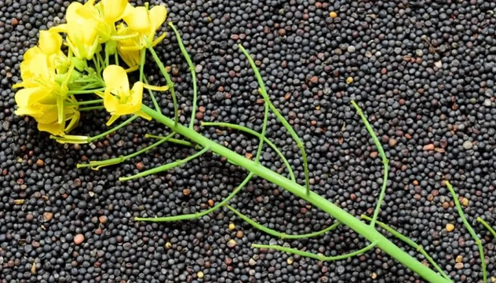 Ви зараз переглядаєте Україна недоотримала близько 680 млн доларів через падіння експорту ріпаку