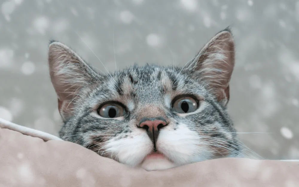 Ви зараз переглядаєте Стало відомо, якою буде погода в Україні цього тижня