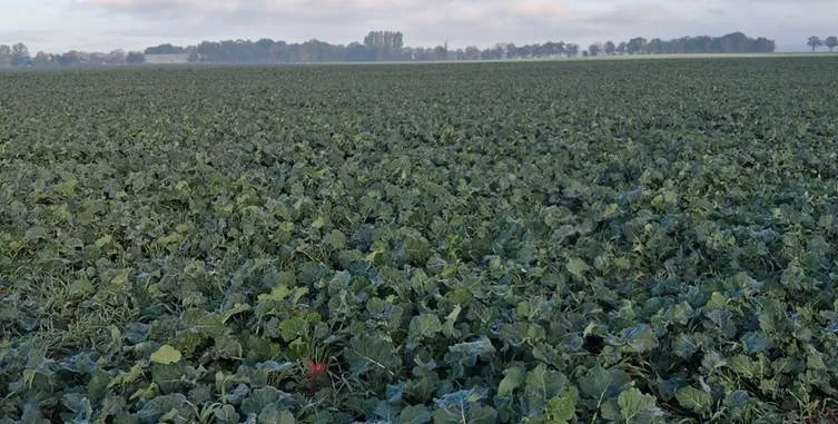 Результати випробувань: принцип роботи та переваги сівалки BEDNAR MATADOR5