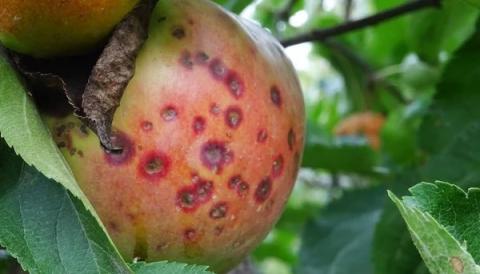 Ви зараз переглядаєте Як запобігти ямчастій плямистості на яблуках: поради досвідченого садівника