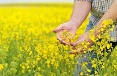 Ви зараз переглядаєте Стало відомо, чому в Україні знижуються ціни на експортному ринку ріпаку