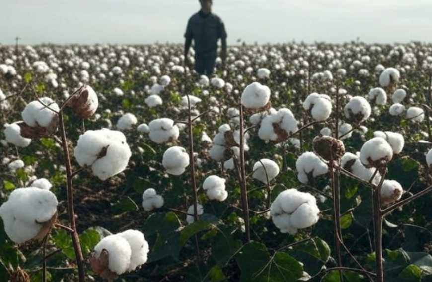 Ви зараз переглядаєте Вирощування бавовнику: програму підтримки виробників пролонгували на 2026 рік