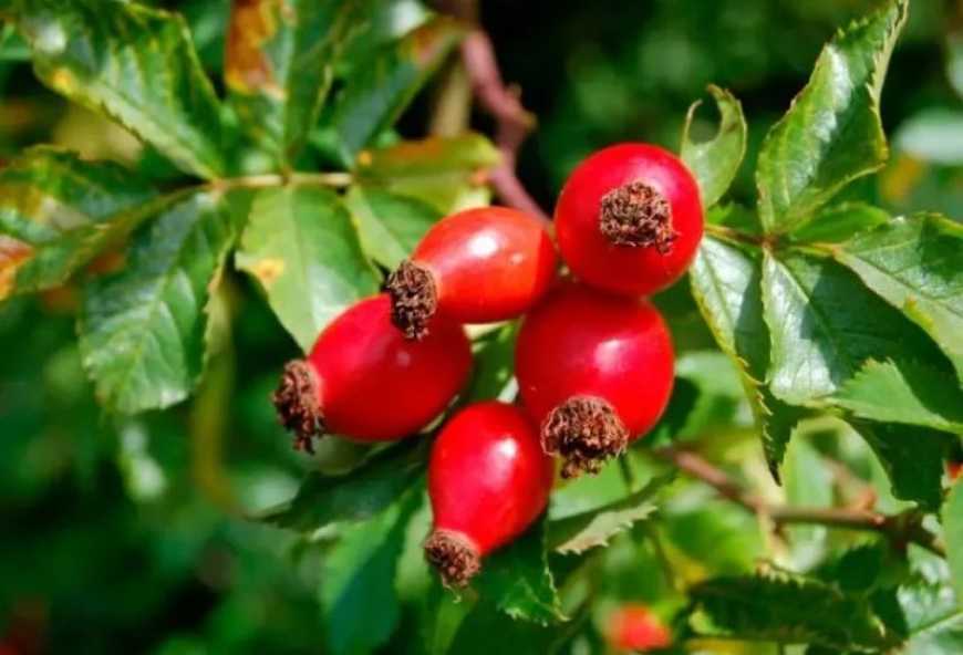 Ви зараз переглядаєте В Україні заклали понад 53 га промислових плантацій шипшини