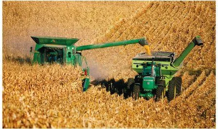 Ви зараз переглядаєте Ще чверть врожаю кукурудзи залишається в полях